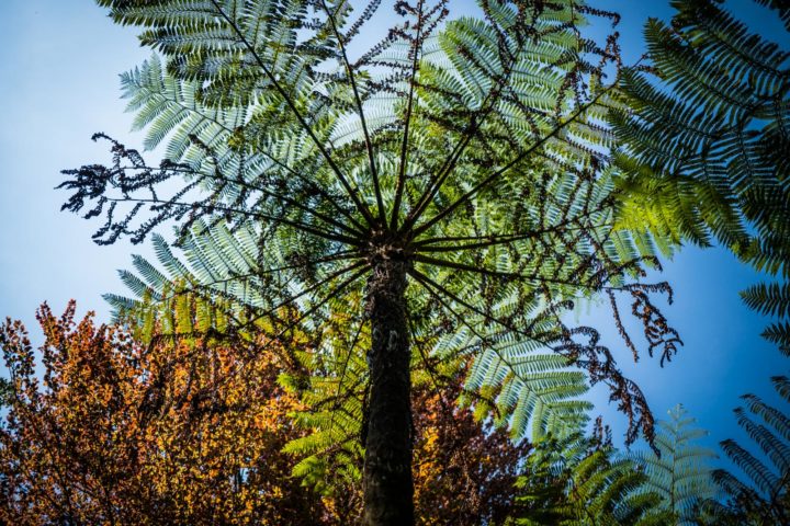 Planta V Edition – spontaneous flora and cultivated plants
